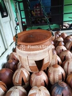Terracotta Orchid Pochchi-300