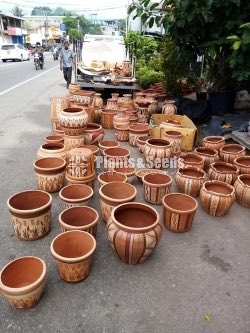Terracotta Orchid Pochchi-300