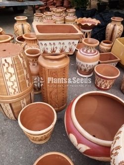 Terracotta Orchid Pochchi-300