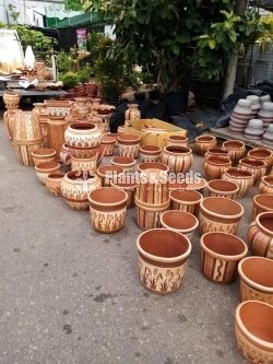 Terracotta Orchid Pochchi-300
