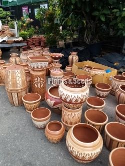 Terracotta Orchid Pochchi-300