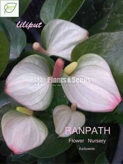 LILIPUT Anthurium