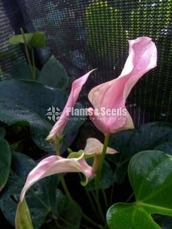 Jolly Anthurium