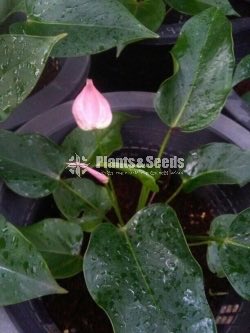 Jolly Anthurium
