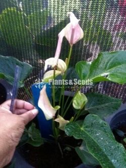 Jolly Anthurium