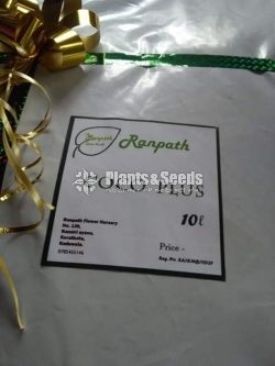 රන්පත් කොකො ප්ලස් (COCO PLUS)