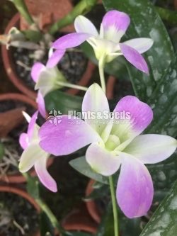 Dendrobium Orchid collection-130