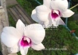 Dendrobium Orchid collection-130