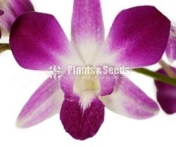 Dendrobium Orchid collection-130