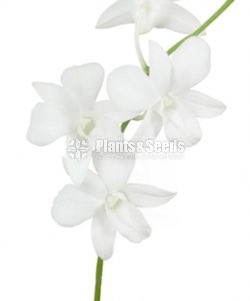 Dendrobium Orchid collection-130