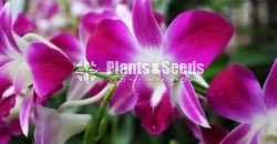 Dendrobium Orchid collection-130
