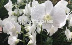 Dendrobium Orchid collection-130