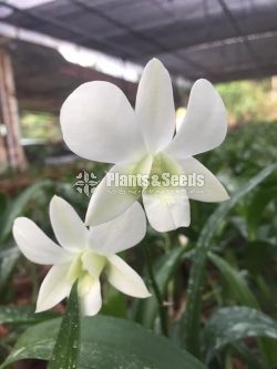 Dendrobium Orchid collection-130