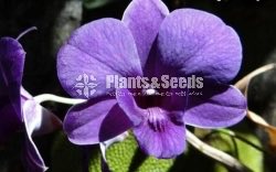 Dendrobium Orchid collection-130