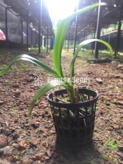 Dendrobium Orchid collection-130