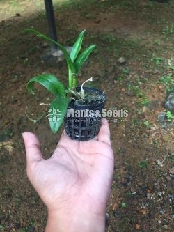 Dendrobium Orchid collection-130