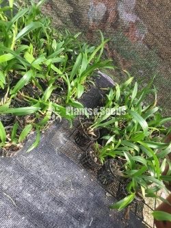 Dendrobium Orchid collection-130