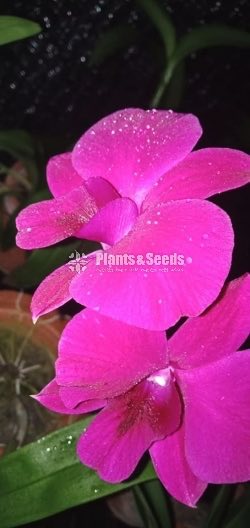 Dendrobium Orchid collection-130