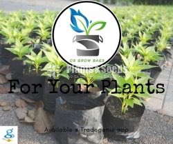 Grow Bags 