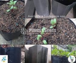 Grow Bags 