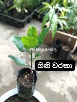 Fruit Plants 