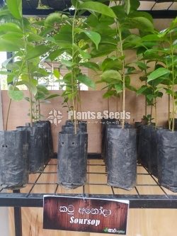 Fruit Plants 