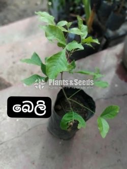 Fruit Plants 