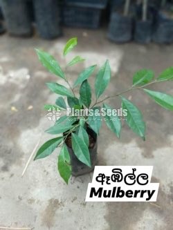 Fruit Plants 