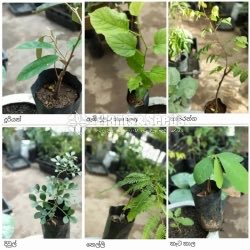 Fruit Plants 