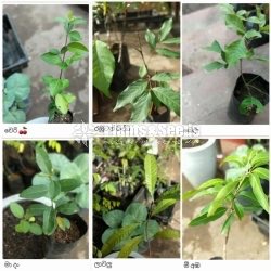 Fruit Plants 