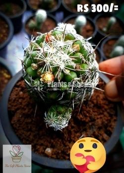 Gift Plants-Cactus