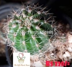 Gift Plants-Cactus