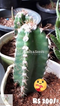 Gift Plants-Cactus