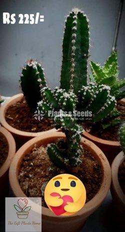 Gift Plants-Cactus