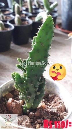 Gift Plants-Cactus