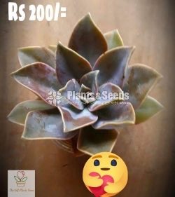 Gift Plants-Succulent