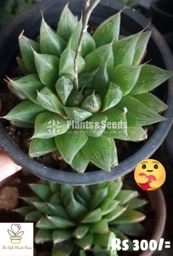 Gift Plants-Succulent