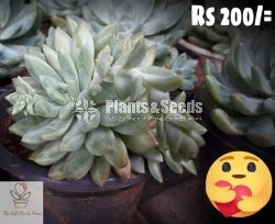 Gift Plants-Succulent