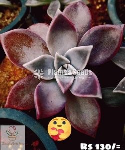 Gift Plants-Succulent