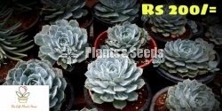 Gift Plants-Succulent