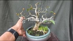 Ficus parasitika- ඇහැටු (wet zone)