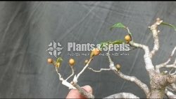 Ficus parasitika- ඇහැටු (wet zone)
