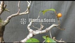 Ficus parasitika- ඇහැටු (wet zone)
