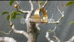 Ficus parasitika- ඇහැටු (wet zone)