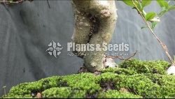 Bonsai-whritia religiousa