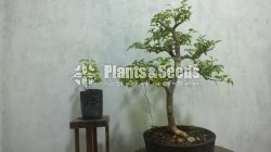 Bonsai-Candlenuttree