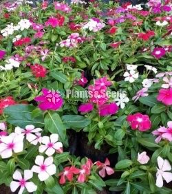 Ornamental Plants