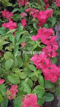 Ornamental Plants