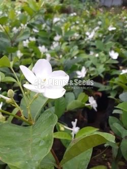 Ornamental Plants
