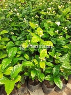 Ornamental Plants